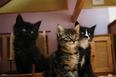 *The Wonderful World of Kittens!*